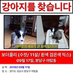 [강아지고양] 강아지를 찾습니다.(경기도 <b>성남시</b>)