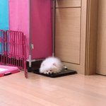 [강아지] 이제 4개월 된 <b>치치</b>사진 띄어요~