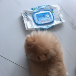 <b>사막여우</b>라고요?? ><