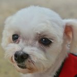 라일/말티즈/여아/7살/2.5kg  *사랑이 필요한 라일이