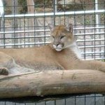 불쌍한 <b>퓨마</b> .. 청와대 NSC가 <b>퓨마</b>를 왜 죽이냐고 ..