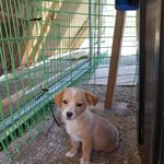 [강아지] 김제보<b>호소</b> 3개월 꼬꼬마