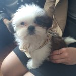 귀염댕이 시<b>츄</b> 해피