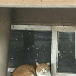 [댓글부탁해] <b>고앵이</b> 귀엽다 추반