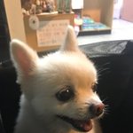 이 강아지들 몇살같은지 봐줘ㅠㅠ