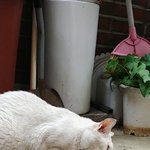 [해피빈] 새끼들을 지키려 구내염을 견뎌낸 <b>미미</b>에게 희망을 주세요!