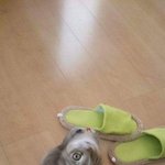 [댓글부탁해] 긴<b>앞머리</b> <b>혼자</b> 잘라볼까