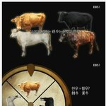 [명랑엽떡] <b>한우</b>는 원래 흑색깔 소였다
