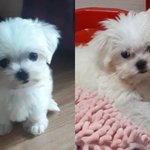 우리강아지 변한 것 좀 <b>보</b><b>셈</b>ㄱㅋㄲㅋㅋㅋㅋㅋ