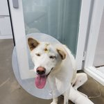 [강아지] 교통사고 <b>백구</b> 중기소식 입니다