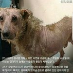 [댓글부탁해] <b>이</b> <b>강아지</b> 못생겼다 추반