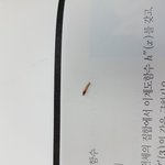[<b>벌레</b>] 초콜릿에서 이상한 <b>벌레</b>가..