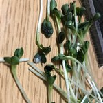 [개깊은빡침] 육회에 포함된 곰팡이 핀 <b>무순</b>은 음식이 아닌가요?