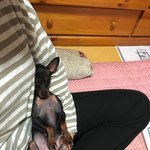 [강아지분실] (부산) 미니핀 찾습니다 도와주세요 감사합니다