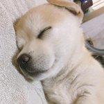 짱<b>절미</b> 넘 기엽다