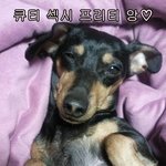 팝송-가요 가요-팝송 추반점