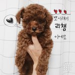 3개월된 리챔이에오