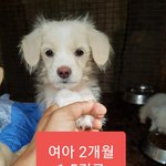 [강아지] 주인이 직접 버린 3남매