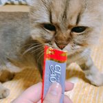 간식은<b>츄</b><b>르</b>다옹