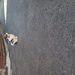 귀여운 개린이 구월이 보러오세요~