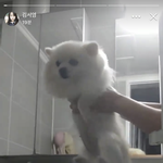 이건 <b>학대</b> 아님?