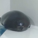 [댓글부탁해] 야 나 <b>네이버앱</b>으로 페메하거든???