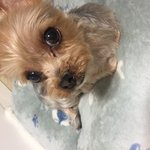 [강아지] 방가 콩이 2탄