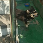[EXO] 추석이라 할머니 모셔왔는데 <b>개도</b> 델꼬옴