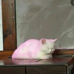 [댓글부탁해] 나는 너를 원해 박준희 <b>밖</b>에서 <b>옷</b> 빨개벗고 게임함