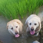 [강아지] 안녕하세요 <b>레오</b>맘 입니다