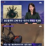 [<b>명랑</b>엽떡] 대구에서 발견된 독거미