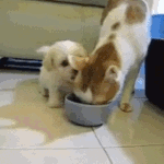 ㅈㅁㅈ <b>니</b> <b>옆</b>에 가고싶어
