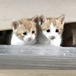 [댓글부탁해] 살 리스트 'ㅅ'