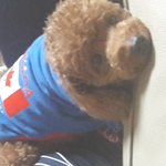 [댓글부탁해] 우리강아지 오늘 <b>불독</b>이랑싸울뻔했어