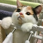 너네 <b>곽동연</b> 팬클럽 이름 아냐??