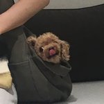 [댓글부탁해] 멍멍 인스타 만들려고 하는데 봐주라!