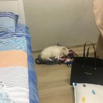 우리집 댕댕이 자는거 넘기여움ㅜ