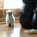 [드루와] 우리댕댕이 검정콩 세개달린거봐ㅠㅠㅠㅠ