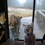 집사<b>츄</b><b>르</b>를달라