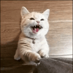[ㅈㄱㄴ] 너네 엄마도 다