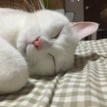 [드루와] 우리집 고양이 못생기게 잔다