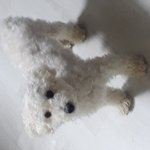 얘들아 울<b>집강</b>쥐볼래