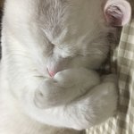 냥크리스탈 <b>파워</b>~~!~~!~!!