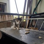 [고양이] 보호소내 길냥이들 <b>사료</b> 좀 부탁드려요