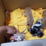[고양이] <b>수유</b>중아깽이들 입양소식
