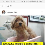 [드루와] 얘들아이강아지곧죽는대ㅠㅠㅠㅠ
