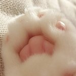 내 목소리랑 발음