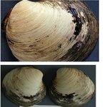 [명랑엽떡] 역사상 제일 오래 산 <b>생물</b>