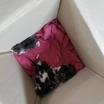 대구 아기고양이7마리 입양합니다