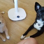 포메라니안이 짱 쎔